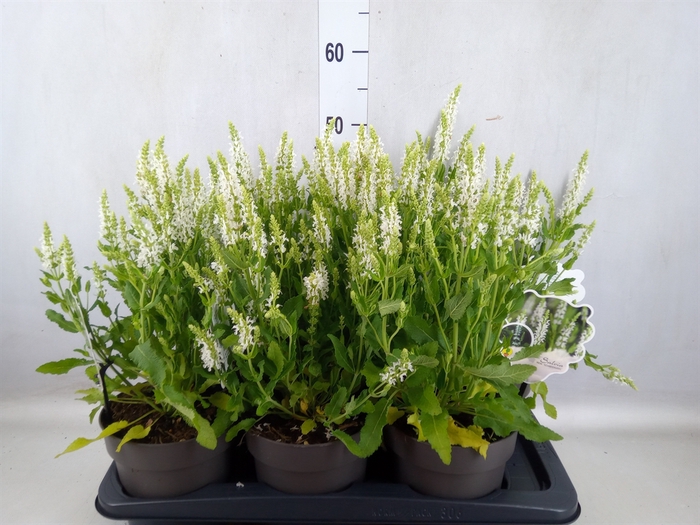 <h4>Salvia nemorosa 'Schneehugel'</h4>