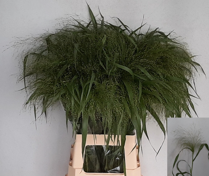 <h4>PANIC VI FONTAINE</h4>