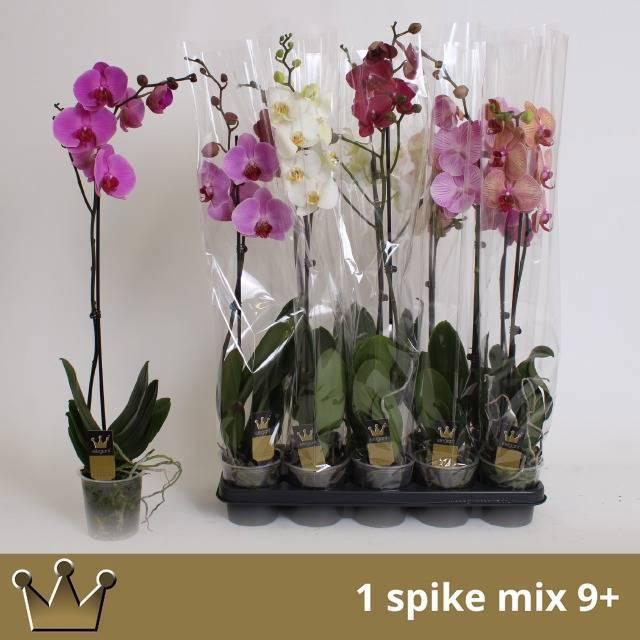 <h4>PHAL GEM 7 KL</h4>