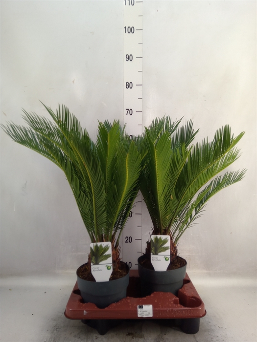 Cycas revoluta