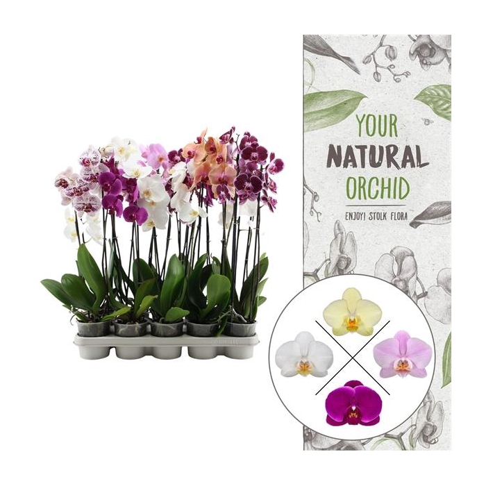 <h4>Your Natural Orchid | A2 mix | Phalaenopsis 2 spike</h4>