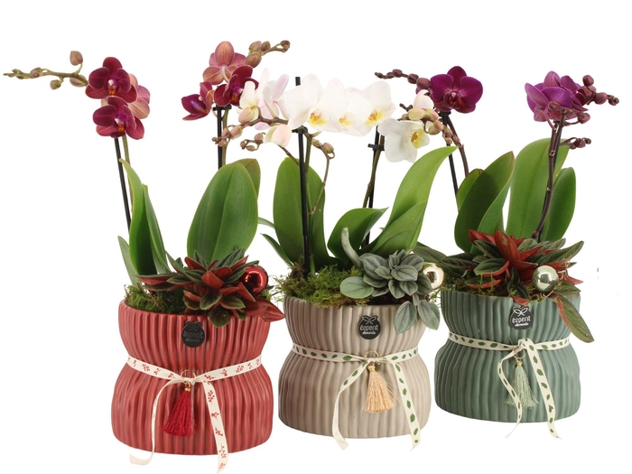 <h4>61566: X-mas arrangement</h4>