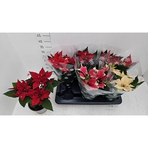 EUPHOR PULCHERRIM OV