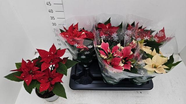 <h4>EUPHOR PULCHERRIM OV</h4>