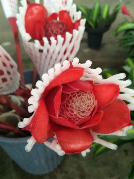 Torch Ginger Red (mg)