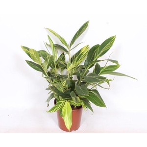 Alpinia zerumbet 'Variegata'