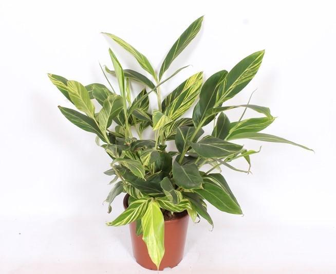 <h4>Alpinia zerumbet 'Variegata'</h4>