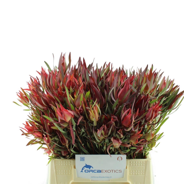 <h4>Leucadendron Fireglow</h4>