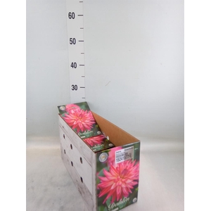 Dahlia   ...flowerbulbs