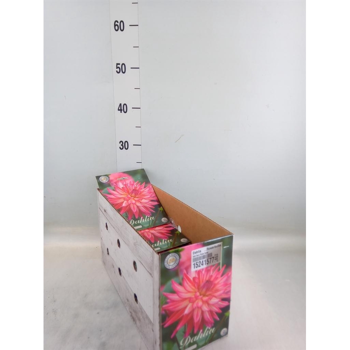 <h4>Dahlia   ...flowerbulbs</h4>