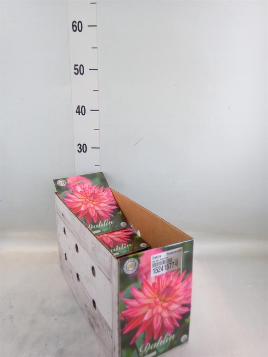 <h4>Dahlia ...flowerbulbs</h4>