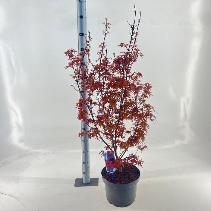 Acer palmatum Skeeters Broom