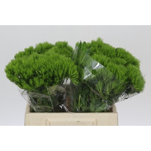 Dianthus Br Kiwi Mellow