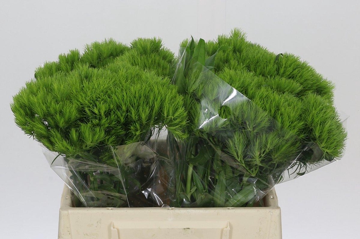 <h4>Dianthus Br Kiwi Mellow</h4>