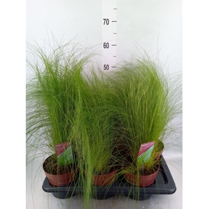 Stipa tenuifolia