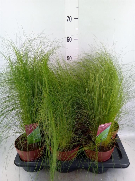 <h4>Stipa tenuifolia</h4>
