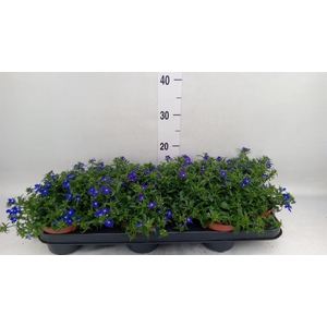 Lobelia erin. 'Richardii'