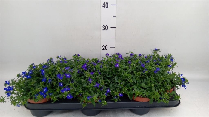 <h4>Lobelia erin. 'Richardii'</h4>