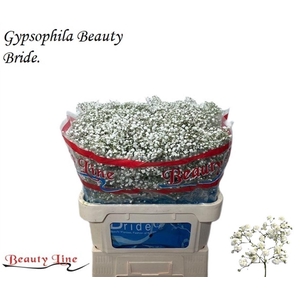 Gyps Pa Beauty Bride