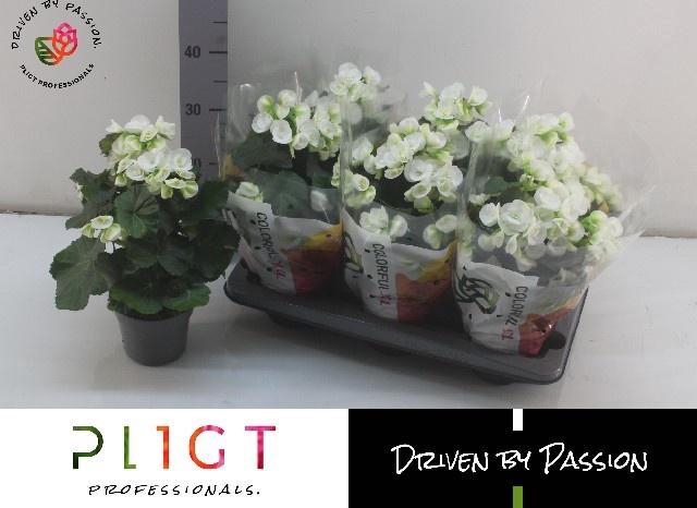 <h4>BEG HL CLARA</h4>