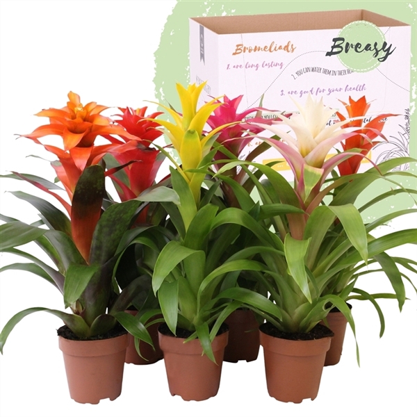 <h4>Guzmania Cupcake</h4>