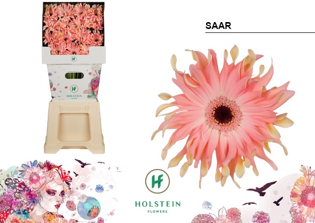 <h4>Gerbera Pasta Saar Diamond</h4>