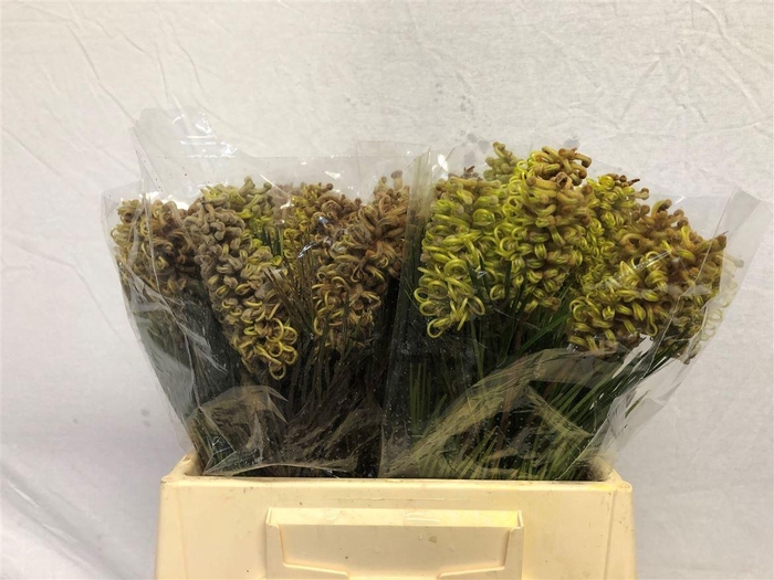 <h4>GREVI SPIDERMAN</h4>