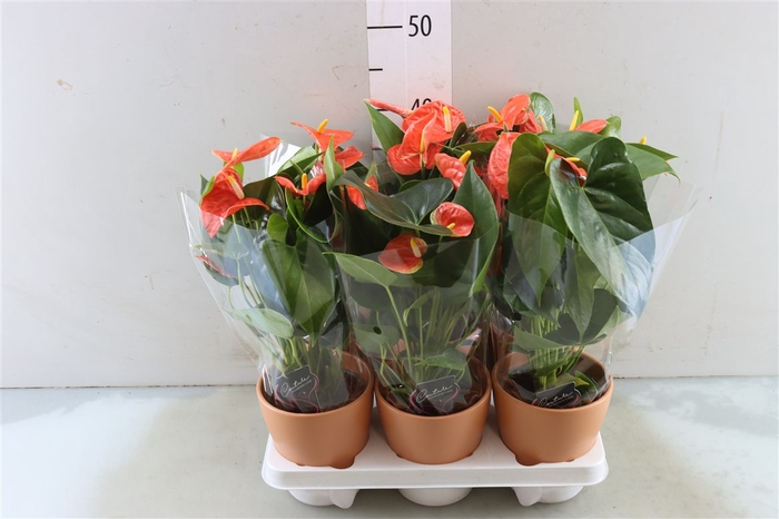 <h4>Anthu An Pr Of Orange Keramiek</h4>