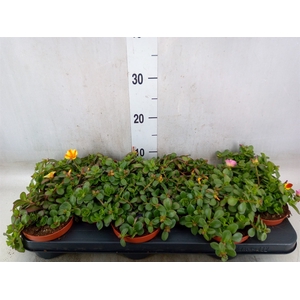 Portulaca   ...