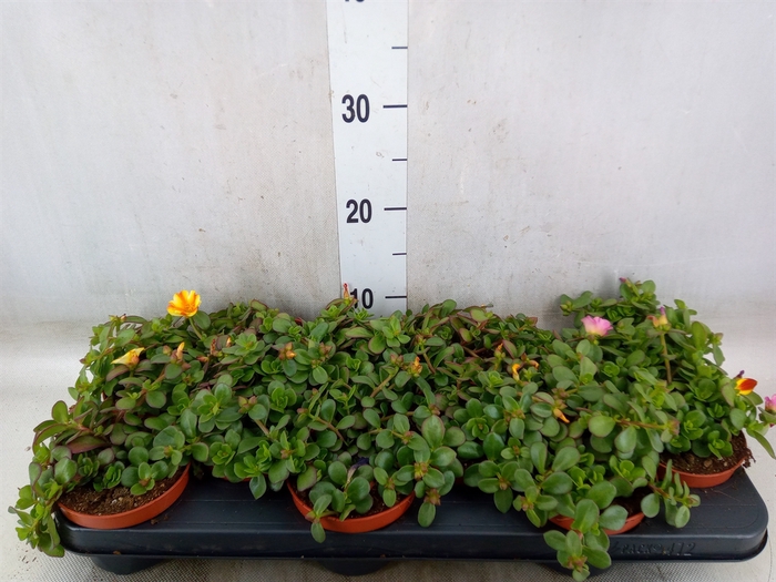 <h4>Portulaca   ...</h4>