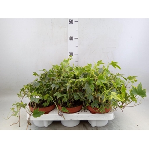 Hedera helix   ...mix varie yello