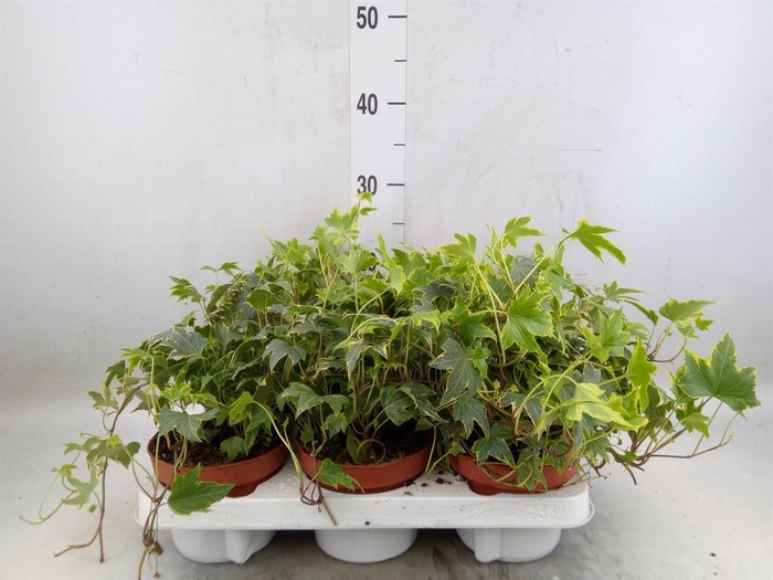 <h4>Hedera helix   ...mix varie yello</h4>