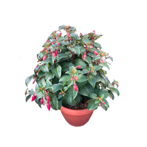 Fuchsia overig