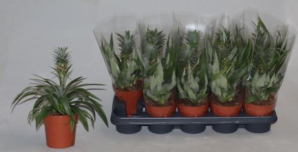 <h4>ANANAS MI AMIGO</h4>