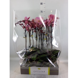 Phalaenopsis   ...rose