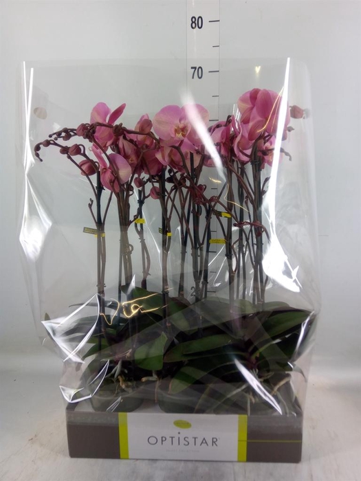 <h4>Phalaenopsis   ...rose</h4>