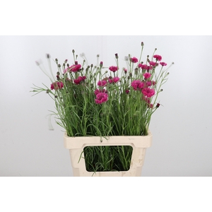 Centaurea Pink