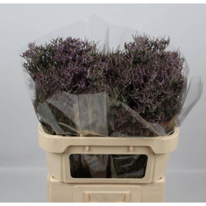 LIM SAF LILAC