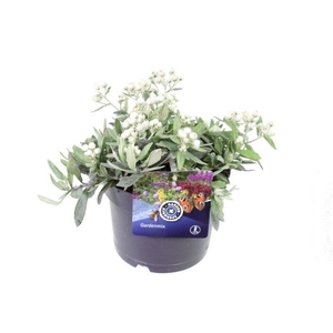 Anaphalis triplinervis Silver Wave