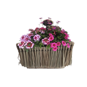 Arr.   Perkplanten H%