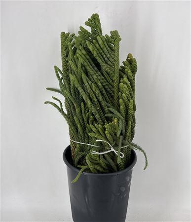 <h4>Araucaria Heterophylla Kg</h4>