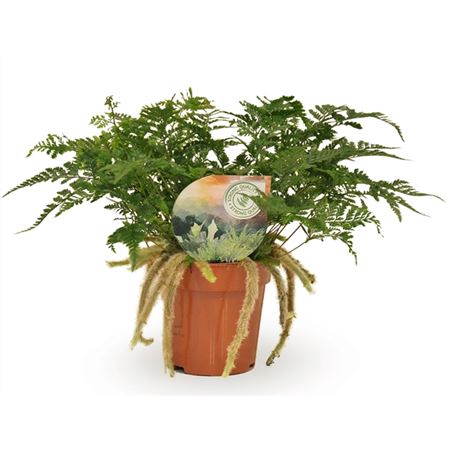 <h4>Humata Tyermannii</h4>