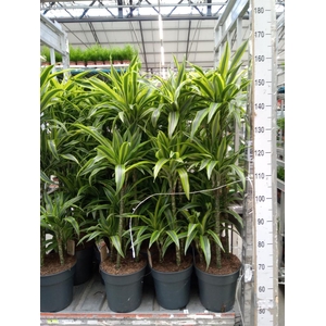 Dracaena fr de 'LemonLime'