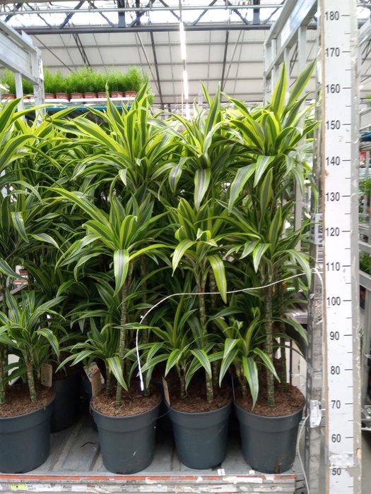 <h4>Dracaena fr de 'LemonLime'</h4>