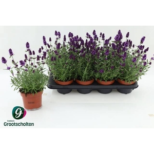 LAVANDULA HIDCOTE P13