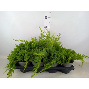 Juniperus procumbens 'Nana'