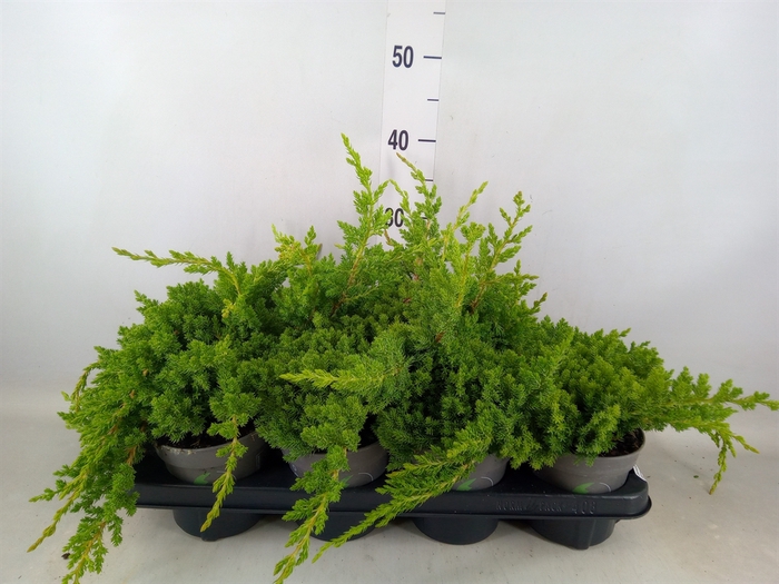 <h4>Juniperus procumbens 'Nana'</h4>
