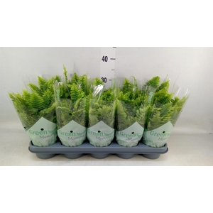 Nephrolepis exal. 'Green Moment'