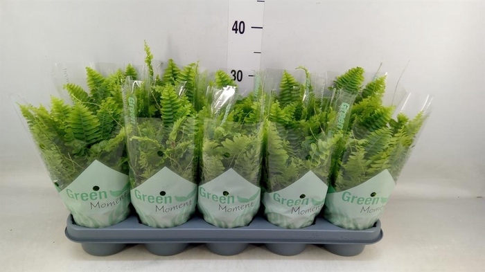 <h4>Nephrolepis exal. 'Green Moment'</h4>