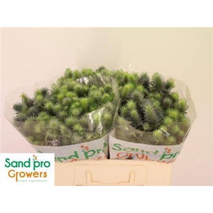 Eryn Pacific Blue Sky